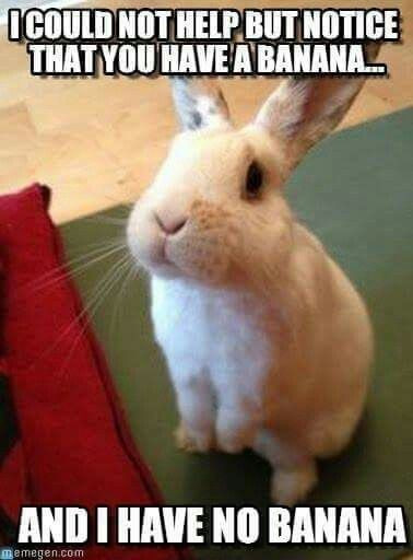 Cute and Funny Rabbit Pics for a Great Day