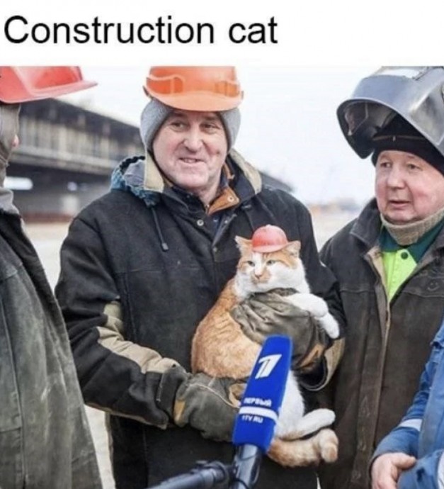 Hard-Working Cat Memes for Y’all