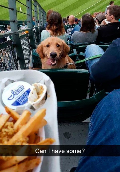 Absolutely Wonderful Dog Pics for the Best Day