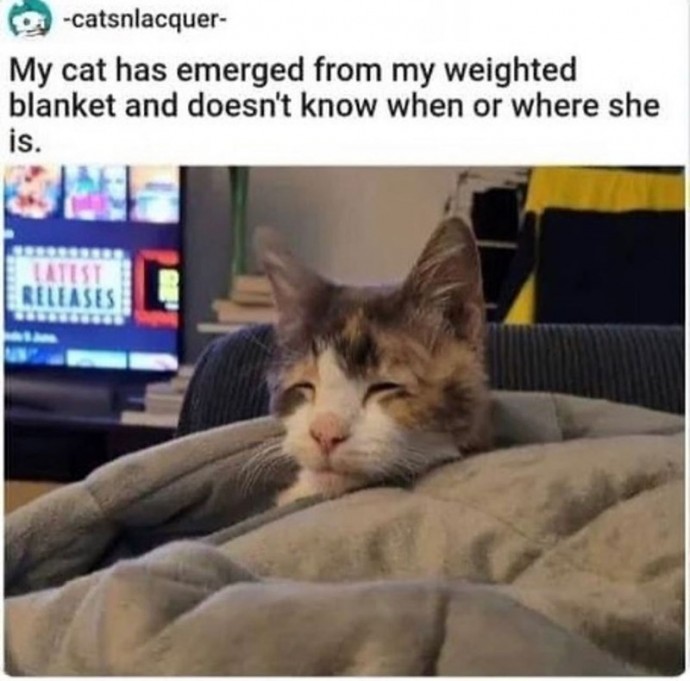 Wholesome Heartwarming Cat Memes to Warm Your Hooman Soul Like Hot Cocoa