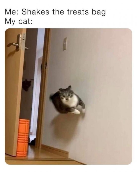 Perfect Memes to Meow All the Day Long