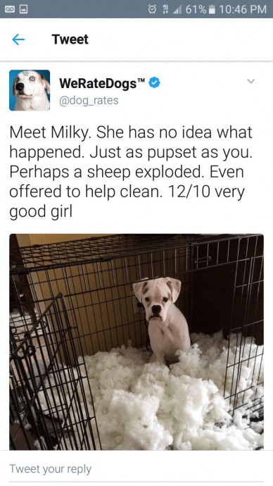Some really funny tweets from WeRateDogs