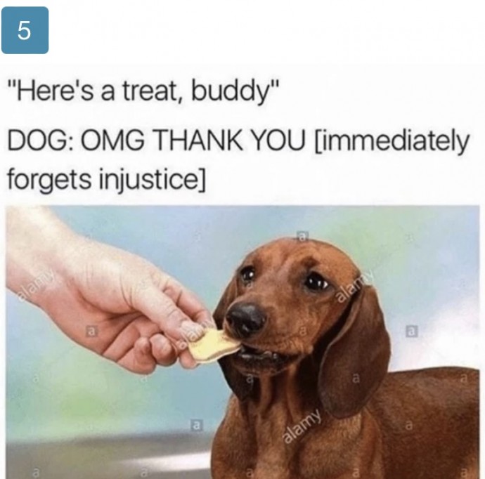 Funny Doggies to Make You Feel Better
