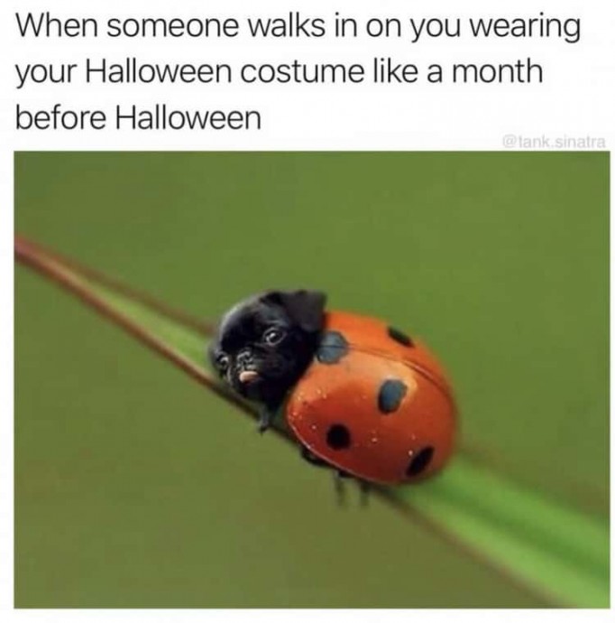 Get Ready for Halloween With Funny Pics
