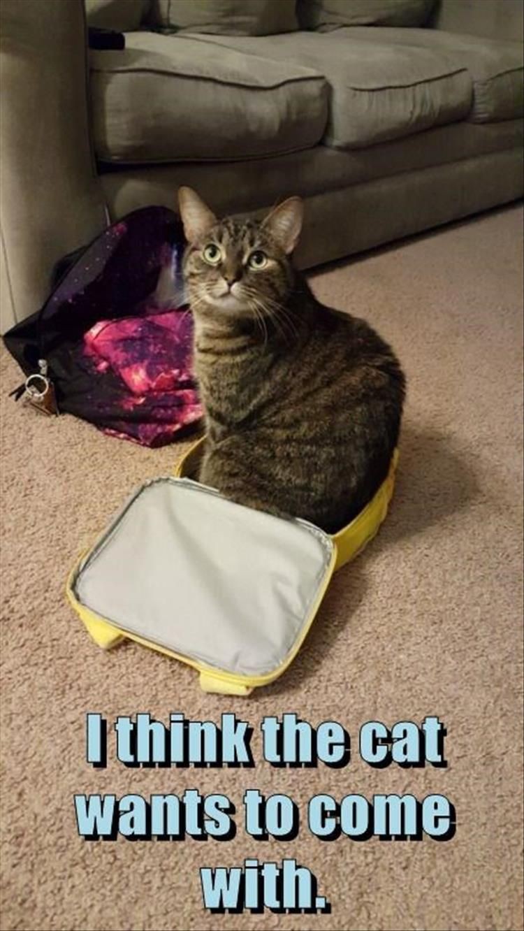 Cat Memes For Your Viewing Pleasure On Caturday — Funny Pictures