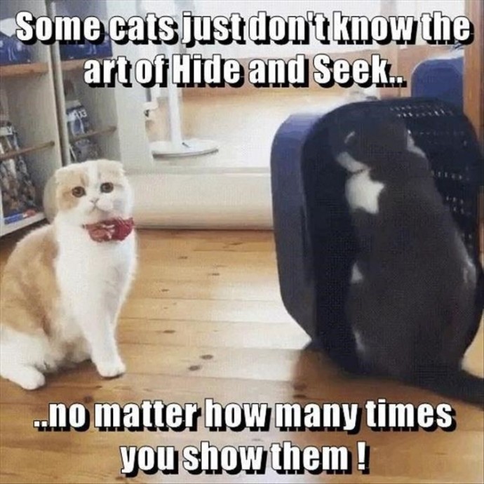 Cat Memes for Your Viewing Pleasure on Caturday