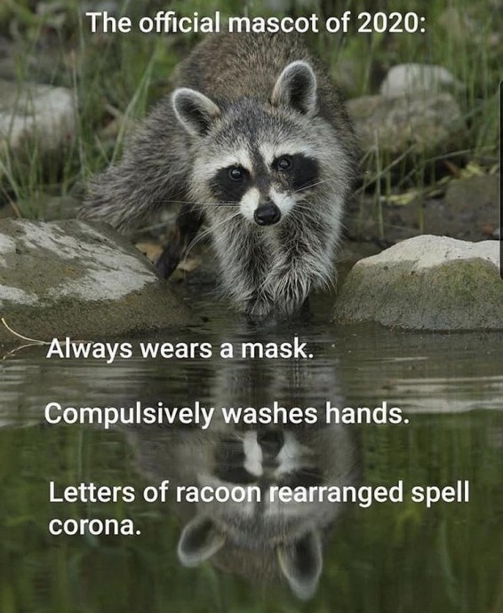 Raccoons are very cute!