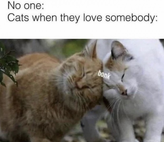 Ring in the Weekend With Fifty Cat Memes
