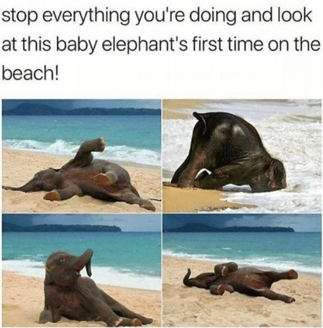 Funny Beach Memes for You!