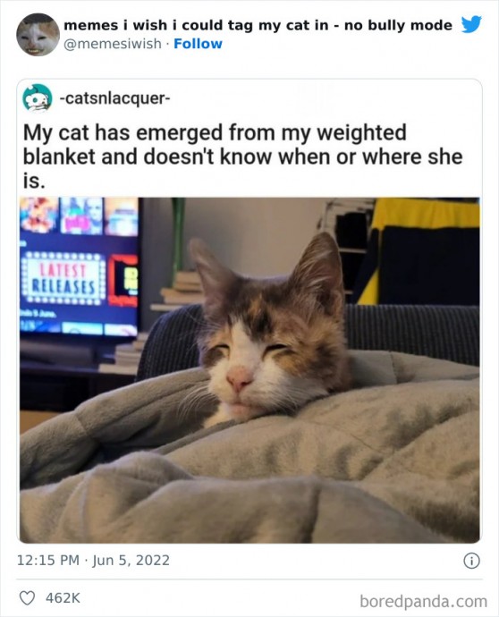 Funny Cat Memes to Ring in Friday