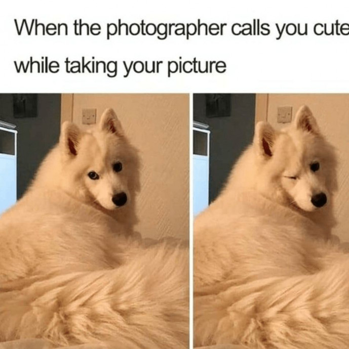 Funny Dog Pics Will Make You Smile