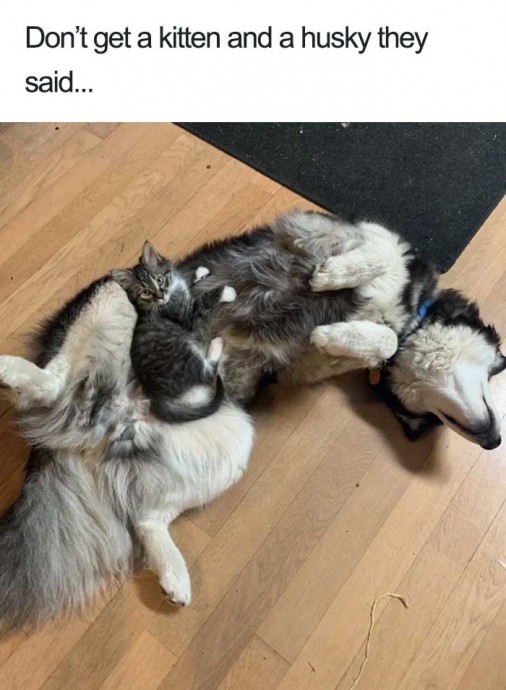 Wholesome Dog Posts That Will Hopefully Make Your Day