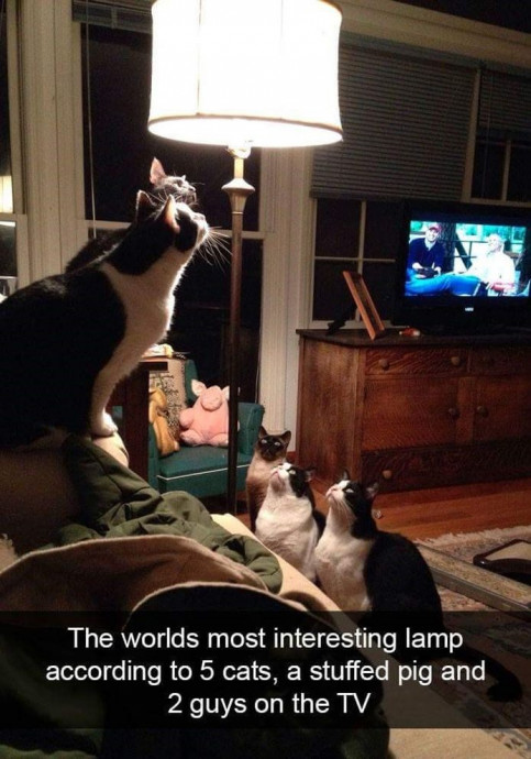 Funny Cat Snapchats to Start the Weekend