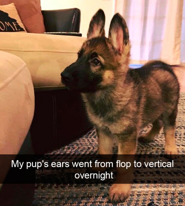 Adorable Dog Snaps That are Really Charming
