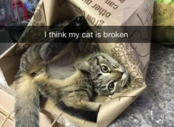 Animal Memes Filled With Laughter and Cuteness
