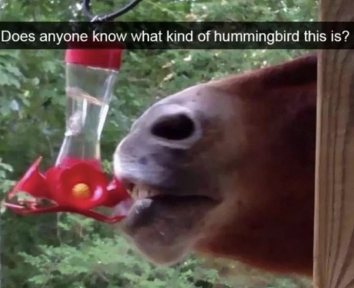 Animal Memes That Will Definitely Make You Laugh
