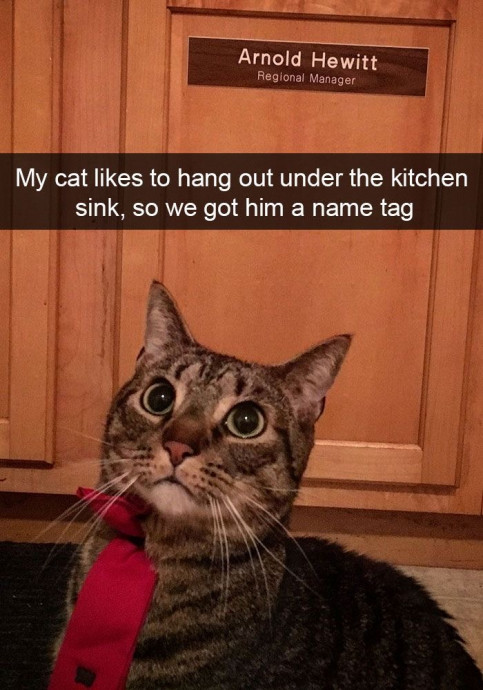 Funny Animal Memes to Put a Smile on Your Face
