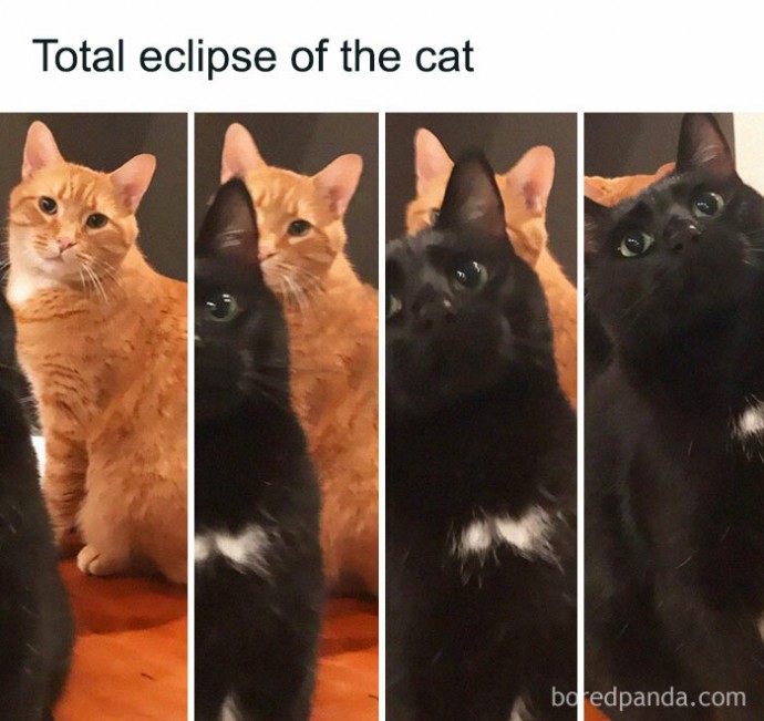 Cat Pics You Need to See This Evening