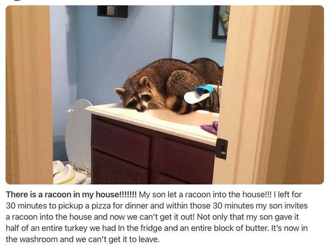 Funny Raccoon Memes for Your Amusement