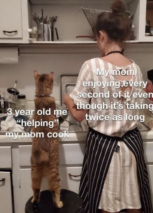 Freshly Squeezed Caturday Memes for Today