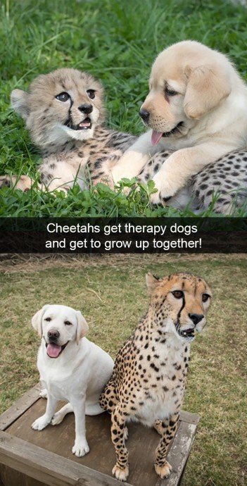Funny and Cute Dog Snapchats That Will Make Your Day