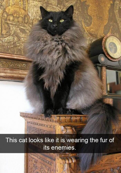 Funny Cat Snapchats to Put a Smile on Your Face