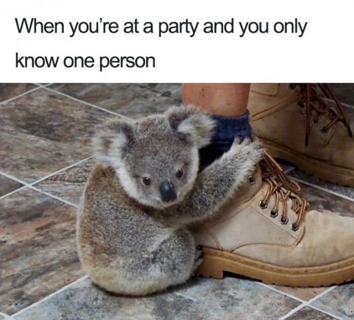 Funny Introverts Animal Memes