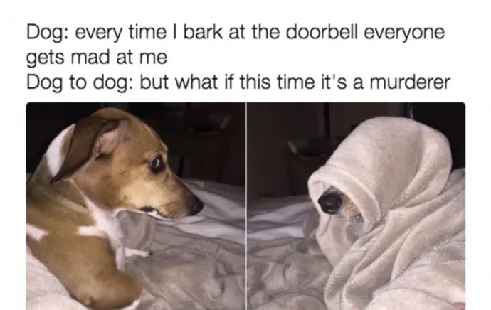 Funny Doggies to Make You Feel Better