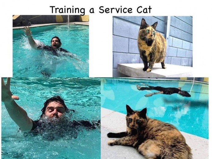 Some Really Good Cat Memes for Your Pleasure