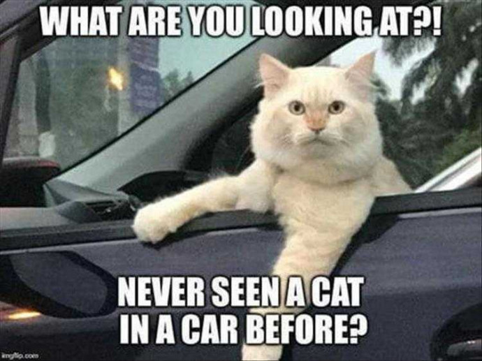 Funny Animal Memes for a Great Thursday
