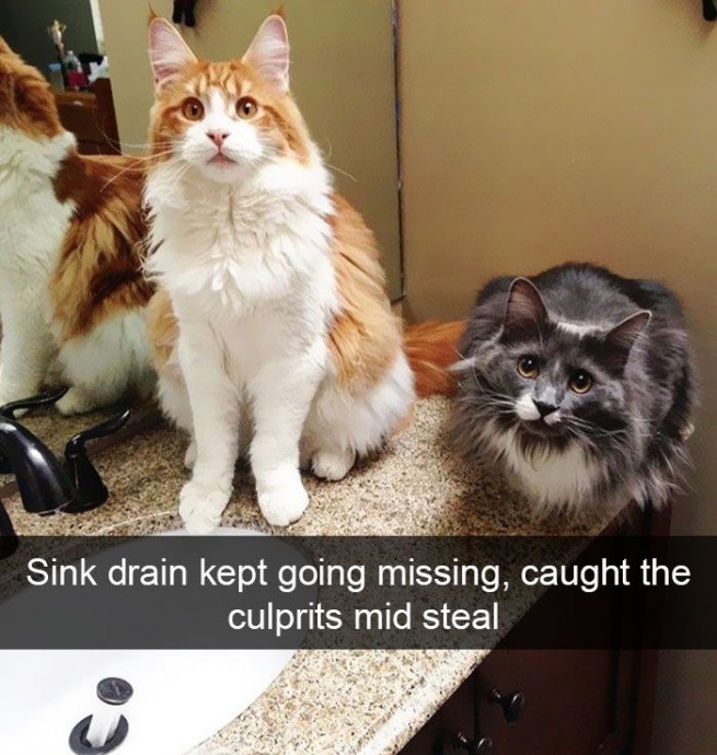 Hilarious Cats to Begin the Week