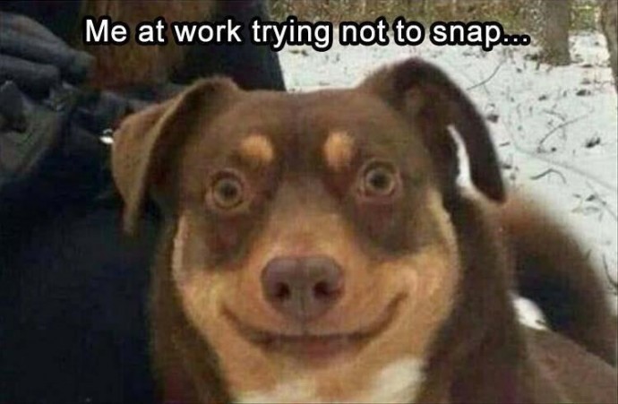 Dog Memes to Start Your Day With a Smile
