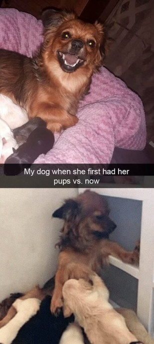 Funny Dog Snaps for Your Good Mood