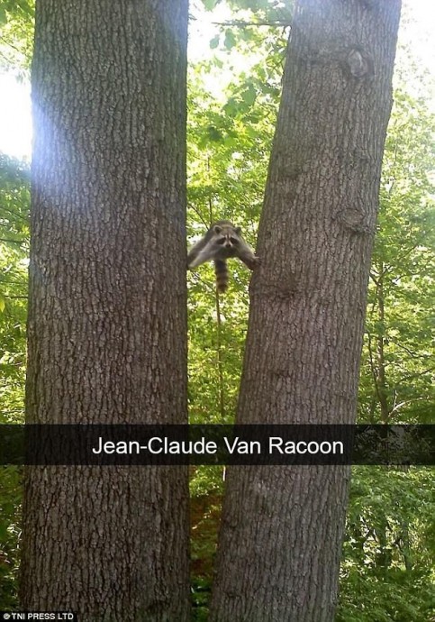 Are these the funniest animal Snapchats ever?