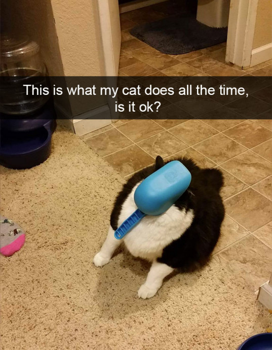 Funny Animal Snaps for the Beginning of Weekend