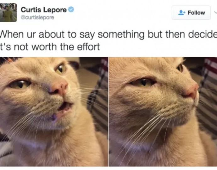 Funny Times Cats Were Actually Relatable