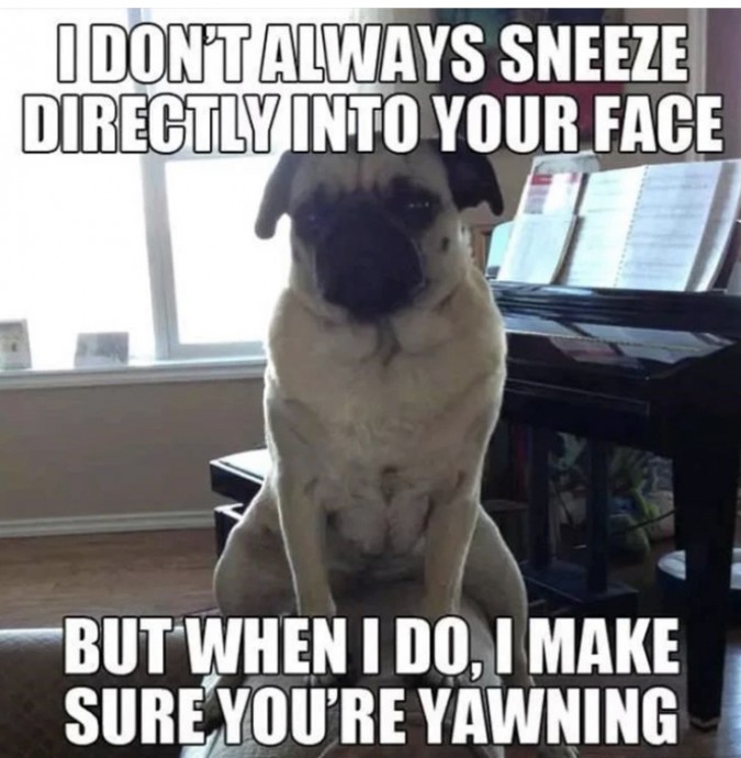 Funny Puppy Memes to Fill You With Love