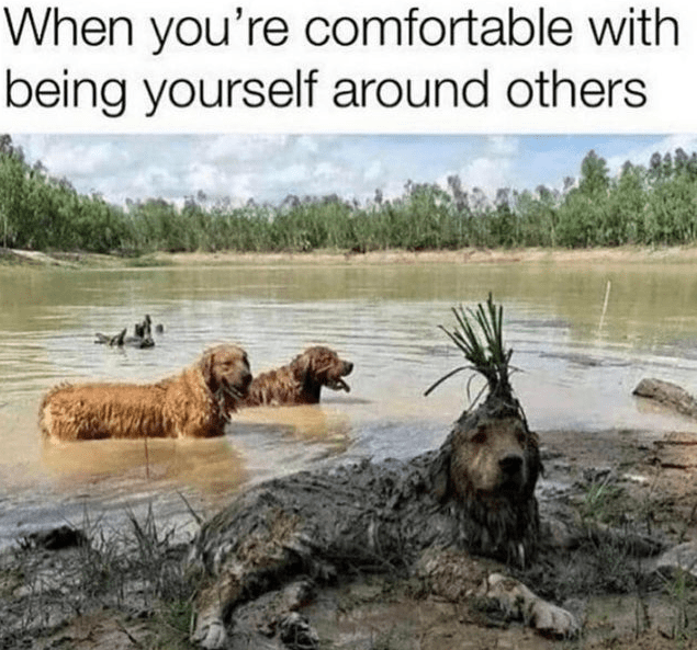 Good Vibes Only: Wholesome Animal Memes