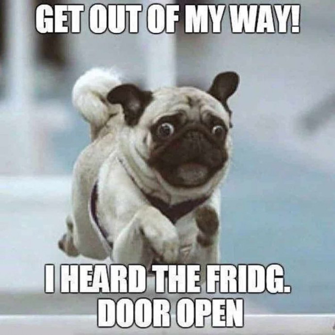 Funny Sunday Dog Memes