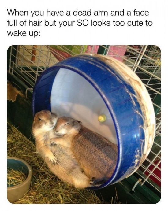 Wholesome Animals That Will Make You Feel Better