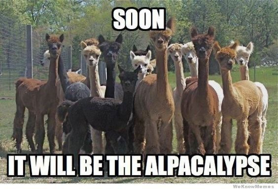 Hilarious Alpaca Memes That Will Have You Laughing All Day