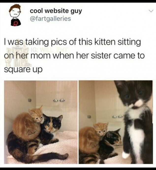 Cat Memes That Will Make You Smile