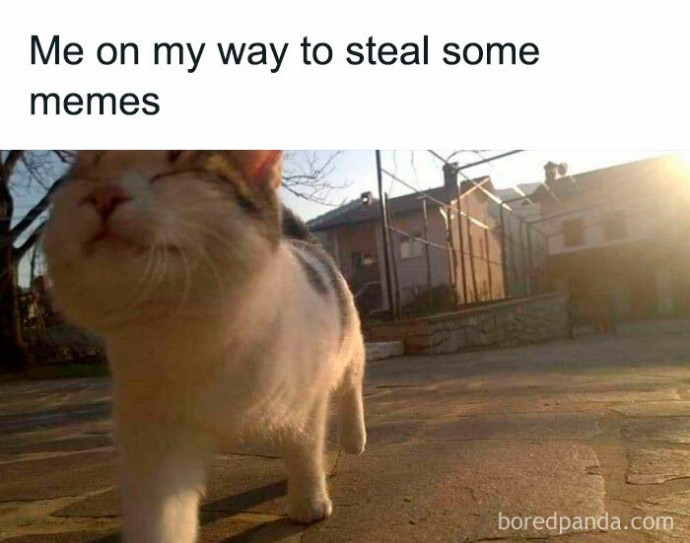 Pure Joy in a Form of Cat Memes for Your Pleasure!