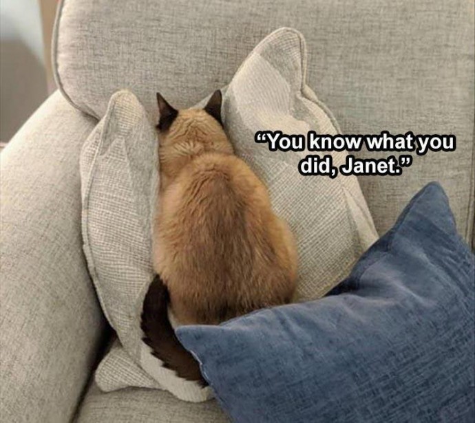Animal Memes to Lift up Your Mood