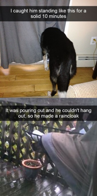 Funny and Cute Dog Snapchats That Will Make Your Day