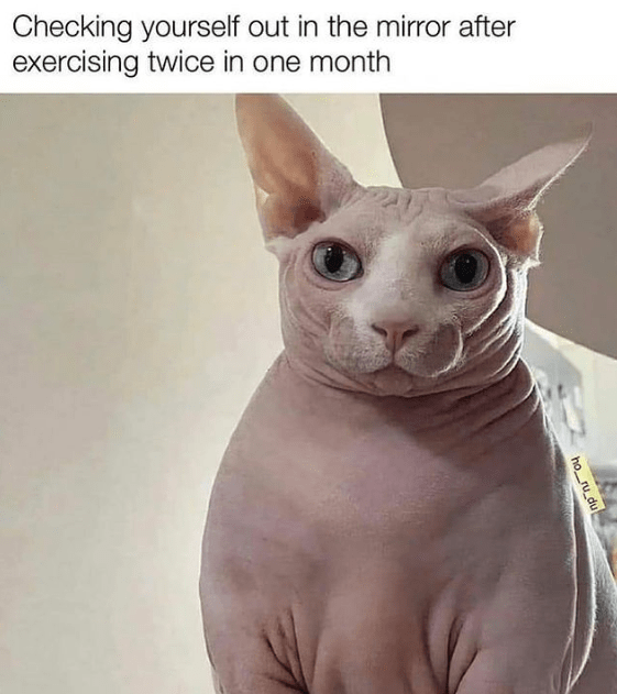 Top Wonderful Cat Memes on Their Way to Better Your Day