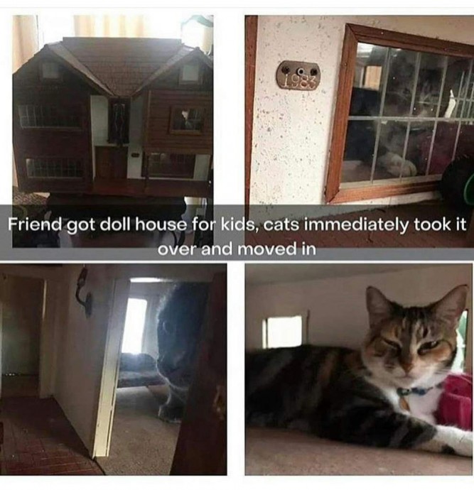 These cat memes are really good!