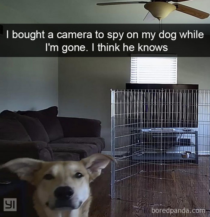 Funny Dog Snaps of Today’s Internet