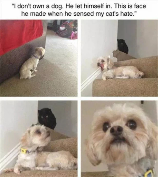 Funny Pet Pics for Your Great Mood
