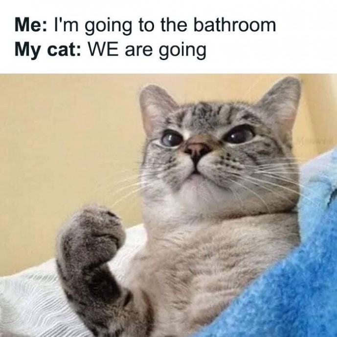 Typical Pets Memes to Enjoy This Spring Day